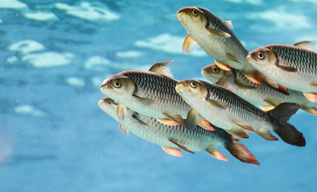 Materialni maydalash nozikligi uchun suvli ozuqa talablari