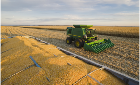 Makkajo'xori 40% ga ko'paydi, import makkajo'xori besh baravar ko'tarildi!