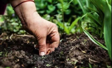 Tovuq go'ngi organik o'g'it ishlab chiqarish liniyasini ishga tushiring, bularni bilishingiz kerak