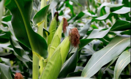 Misrni chuqur qayta ishlash siyosati va bozor tendentsiyasi