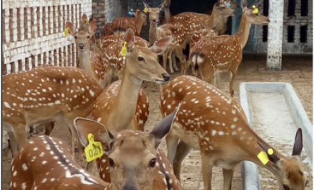 Epidemiyadan keyin naslchilik sanoatining yangi siyosati tushunishga arziydi